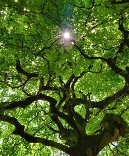 Baumkrone von Sonnenstrahlen durchschienen mit starkem Stamm strahlt Ruhe aus und Kraft